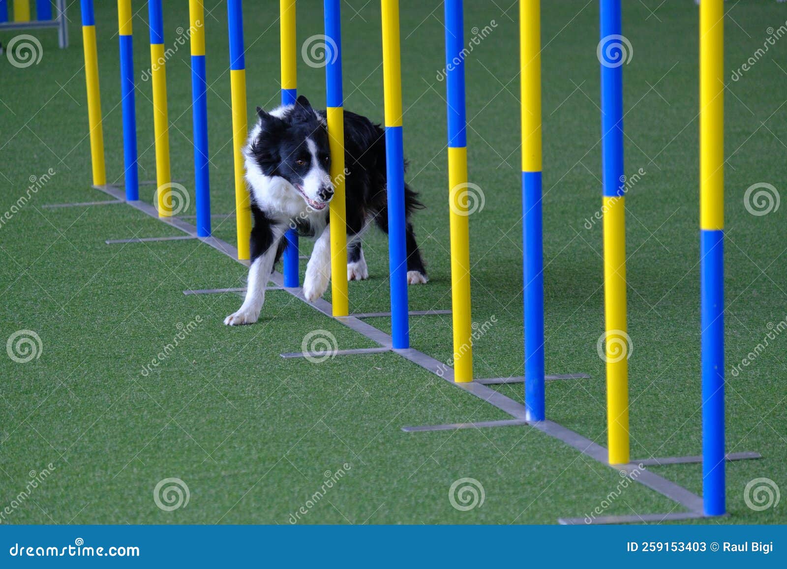Dog Agility in Action. the Dog is Crossing the Slalom Sticks on