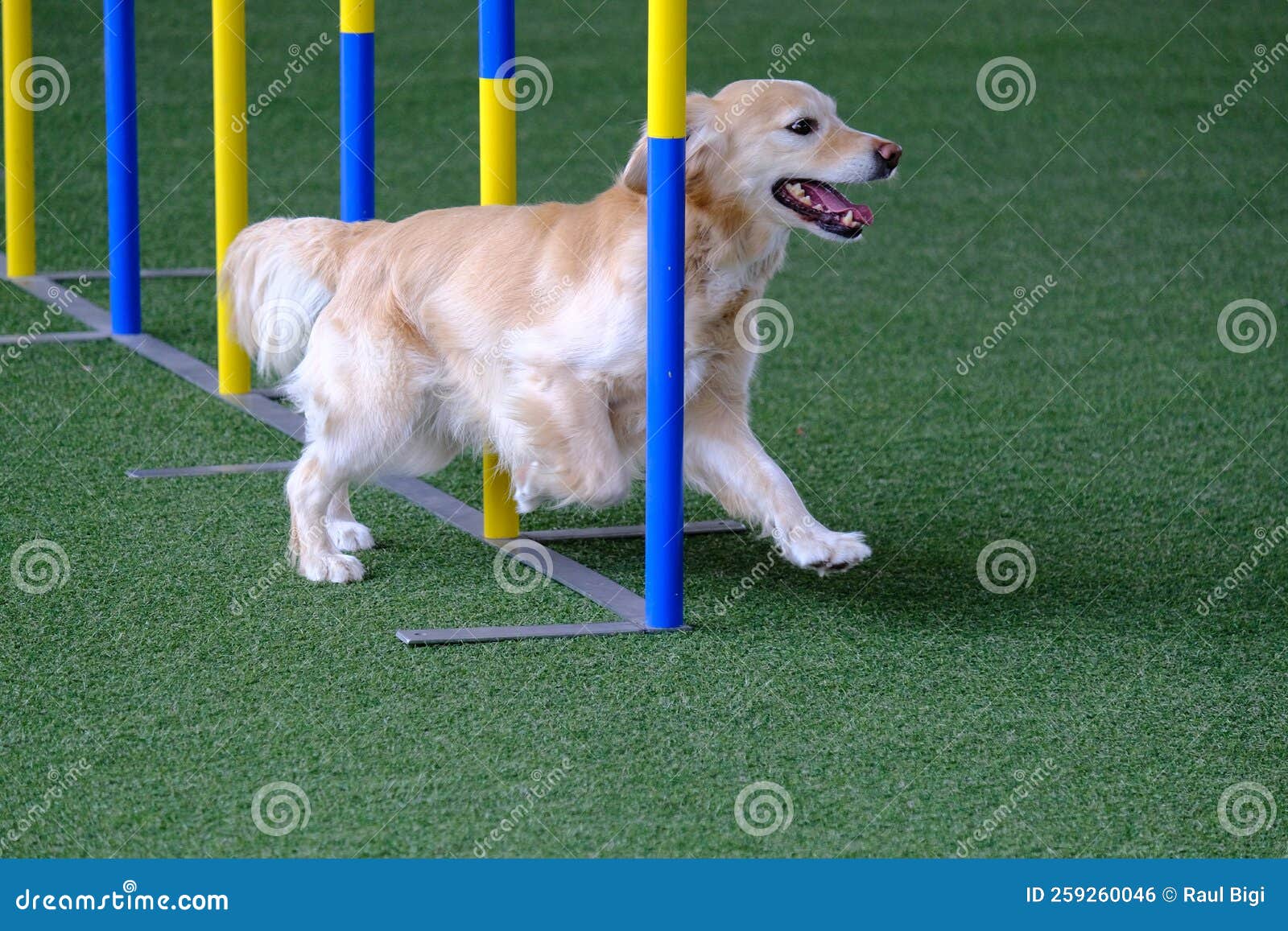 Dog Agility in Action. the Dog is Crossing the Slalom Sticks on