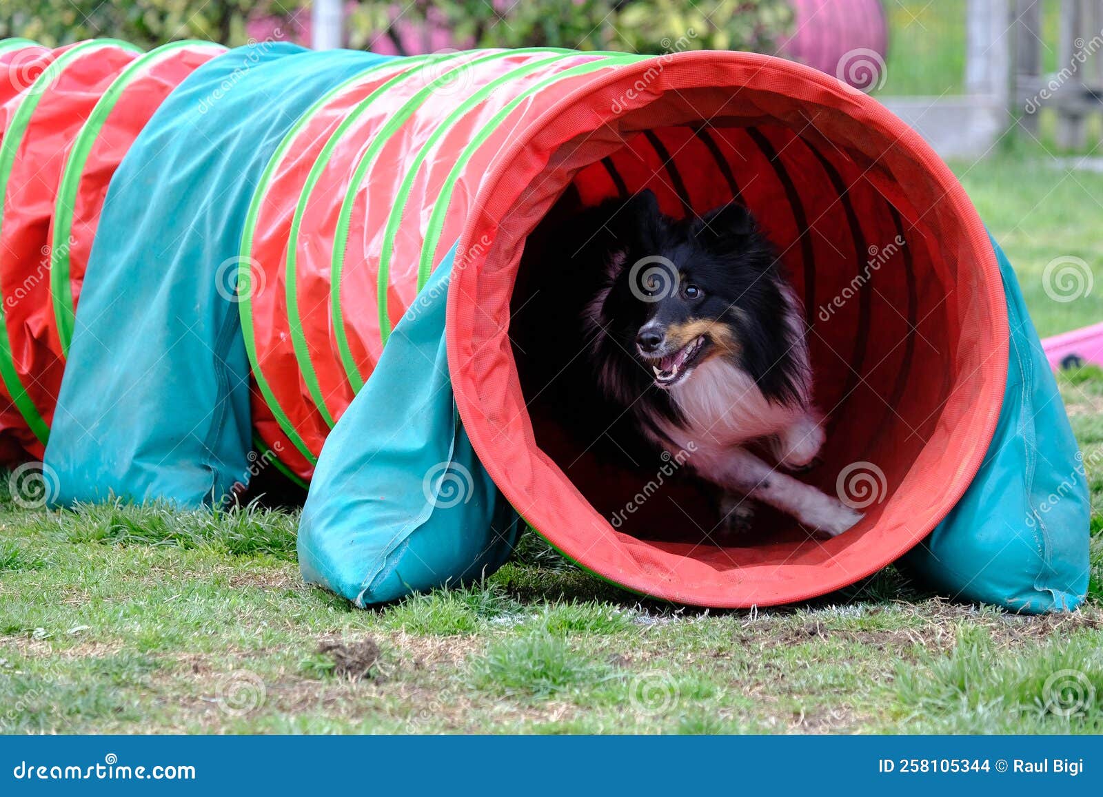 Dog Agility in Action. the Dog Exiting the Tunnel. Stock Photo Image