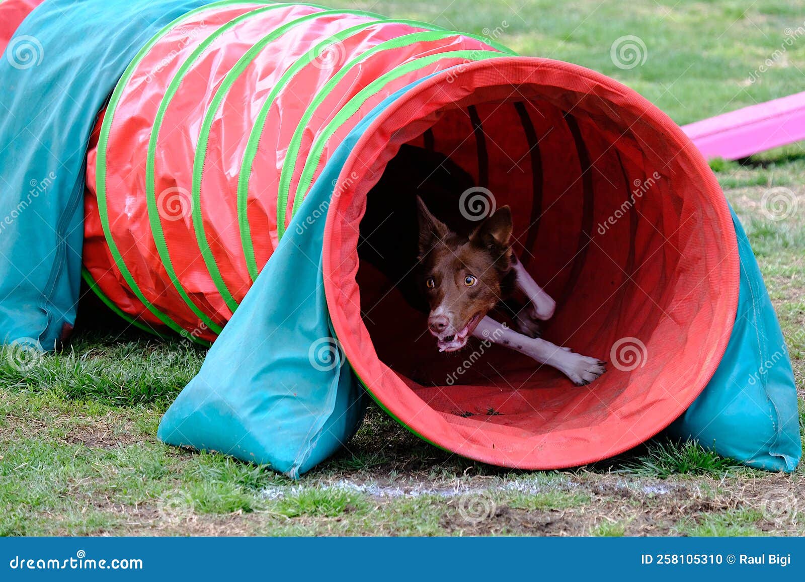 Dog Agility in Action. the Dog Exiting the Tunnel. Stock Photo Image