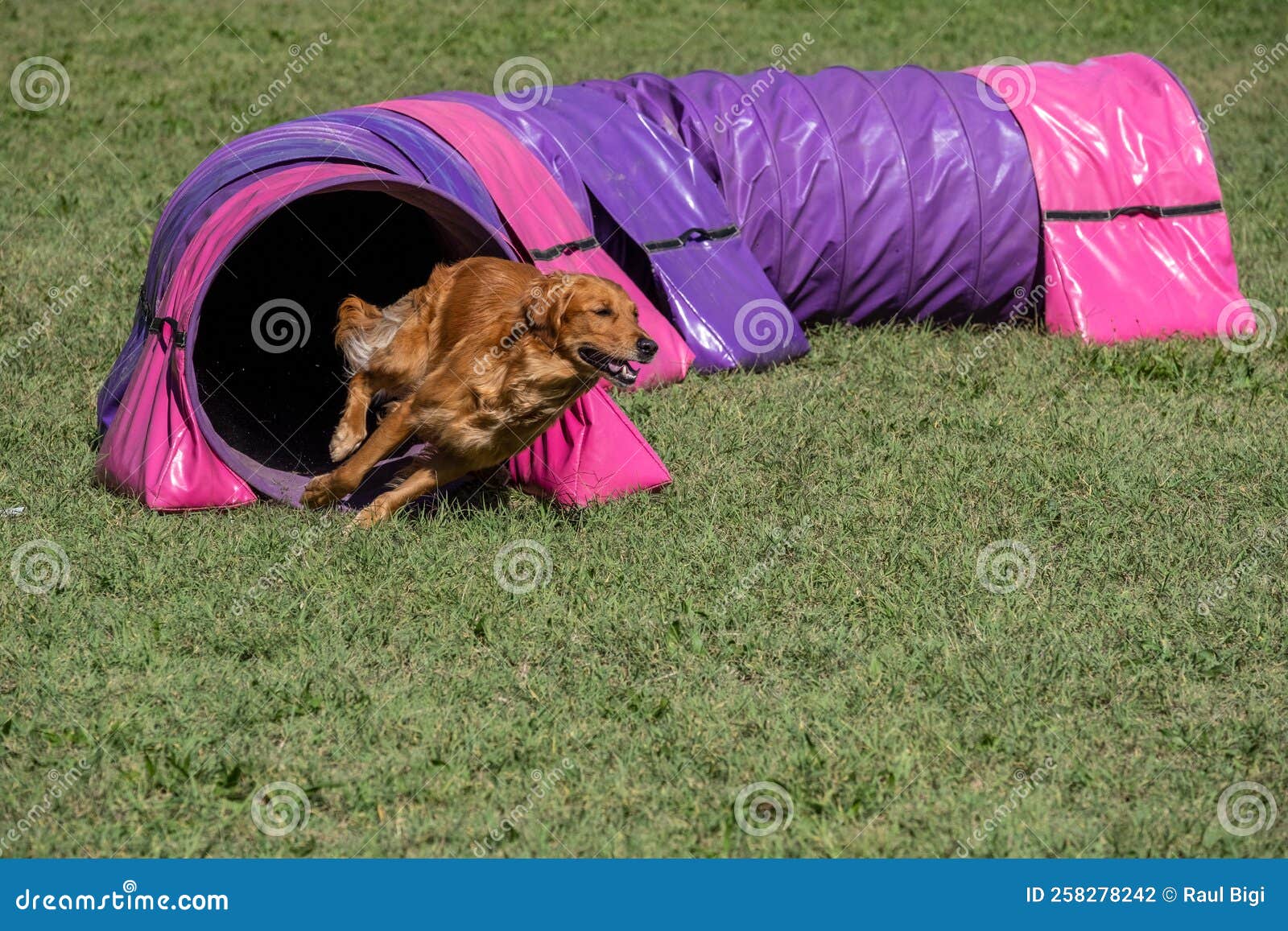 Dog Agility in Action. the Dog Exiting the Tunnel. Stock Photo Image
