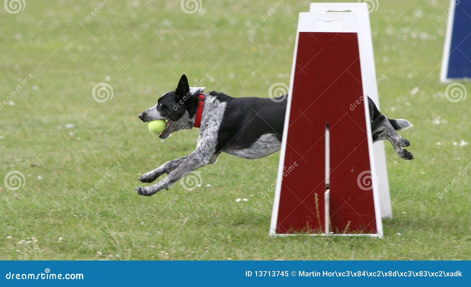 Dog agility competition stock image. Image of fast, events 13713745