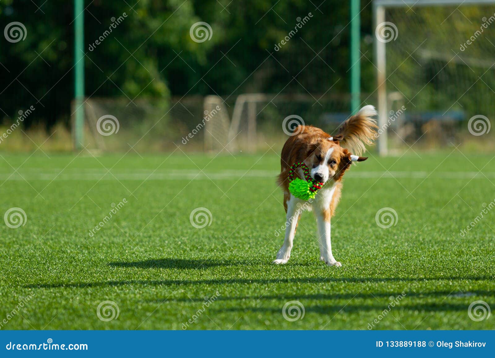 Dog At The Agility Competition Stock Photo Image Of Activity Obedience 133889188