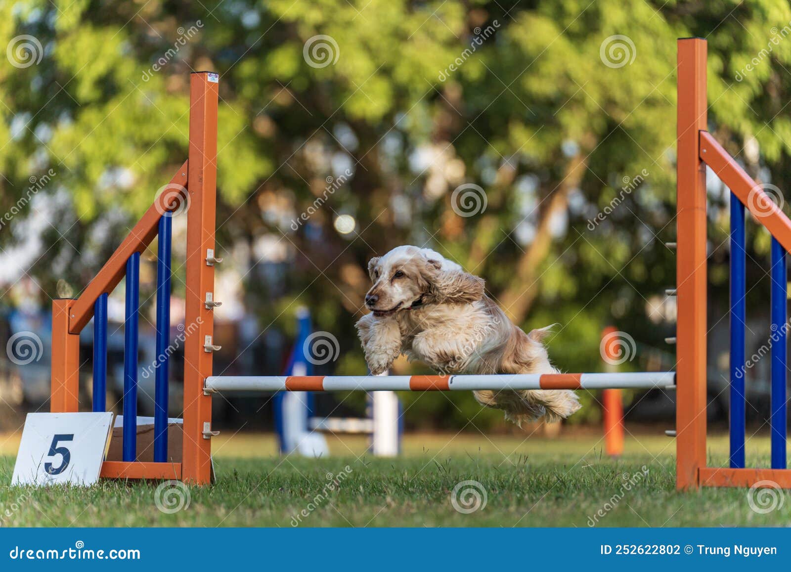 Dog agility competition stock photo. Image of playful 252622802
