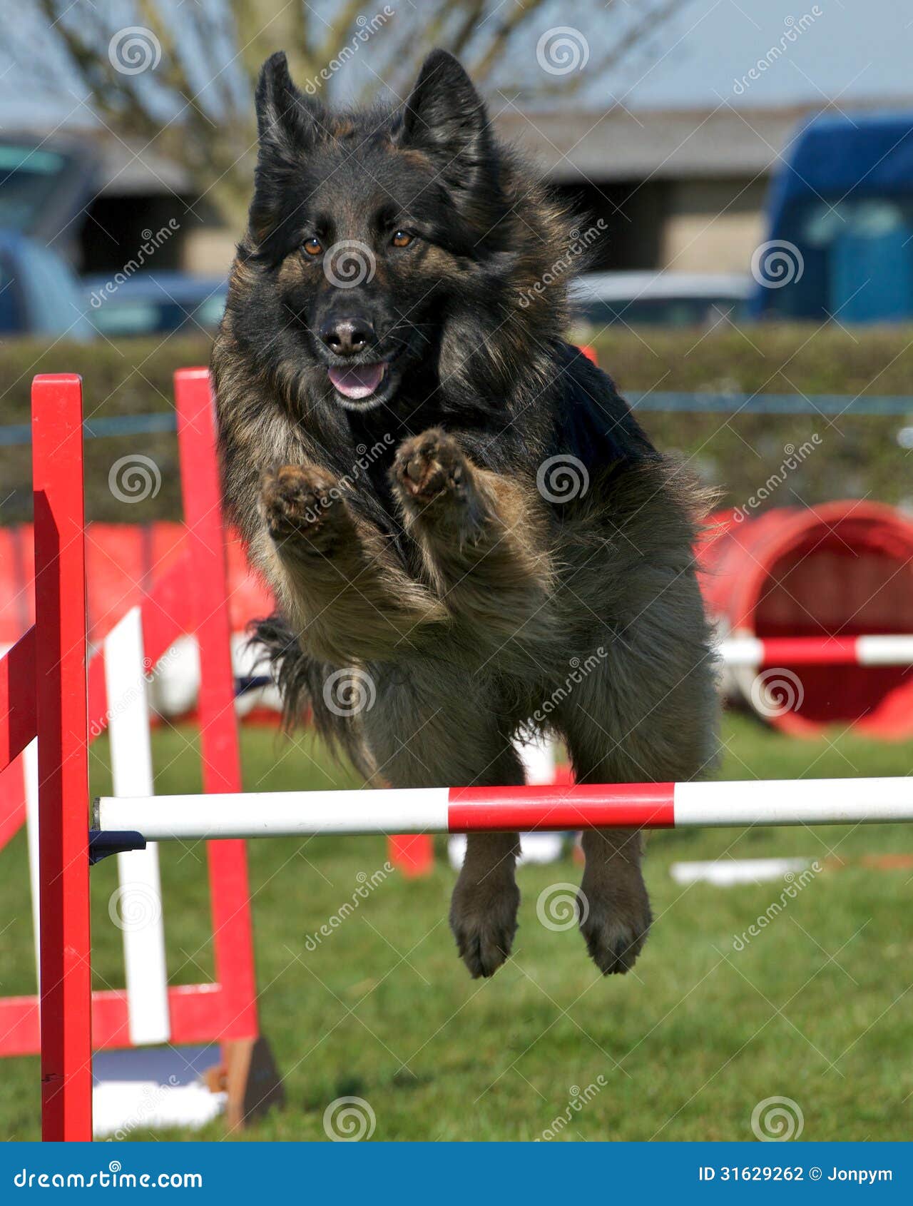 Dog Agility stock photo. Image of clear, cute, doggy - 316292621130 x 1300