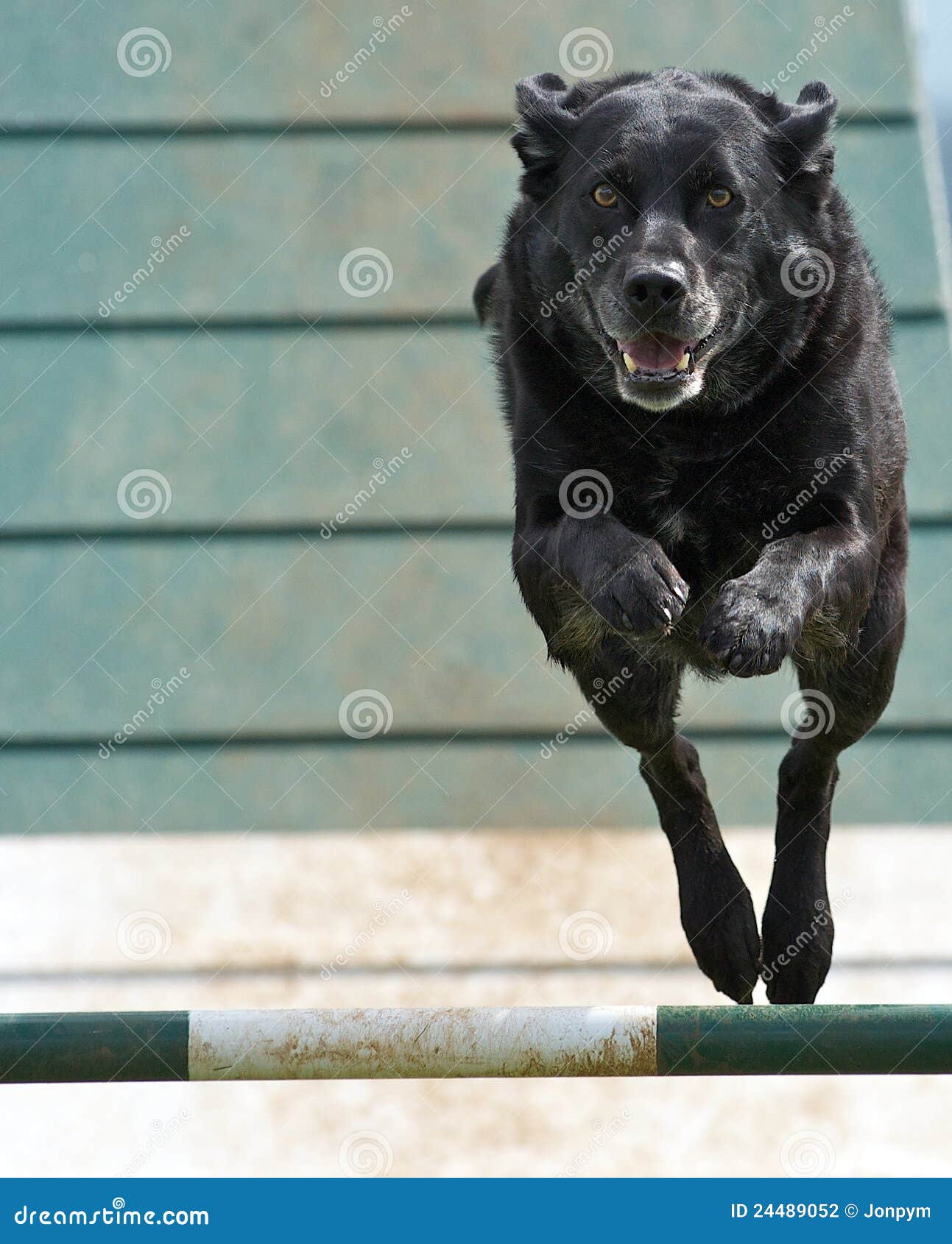 dog airborne