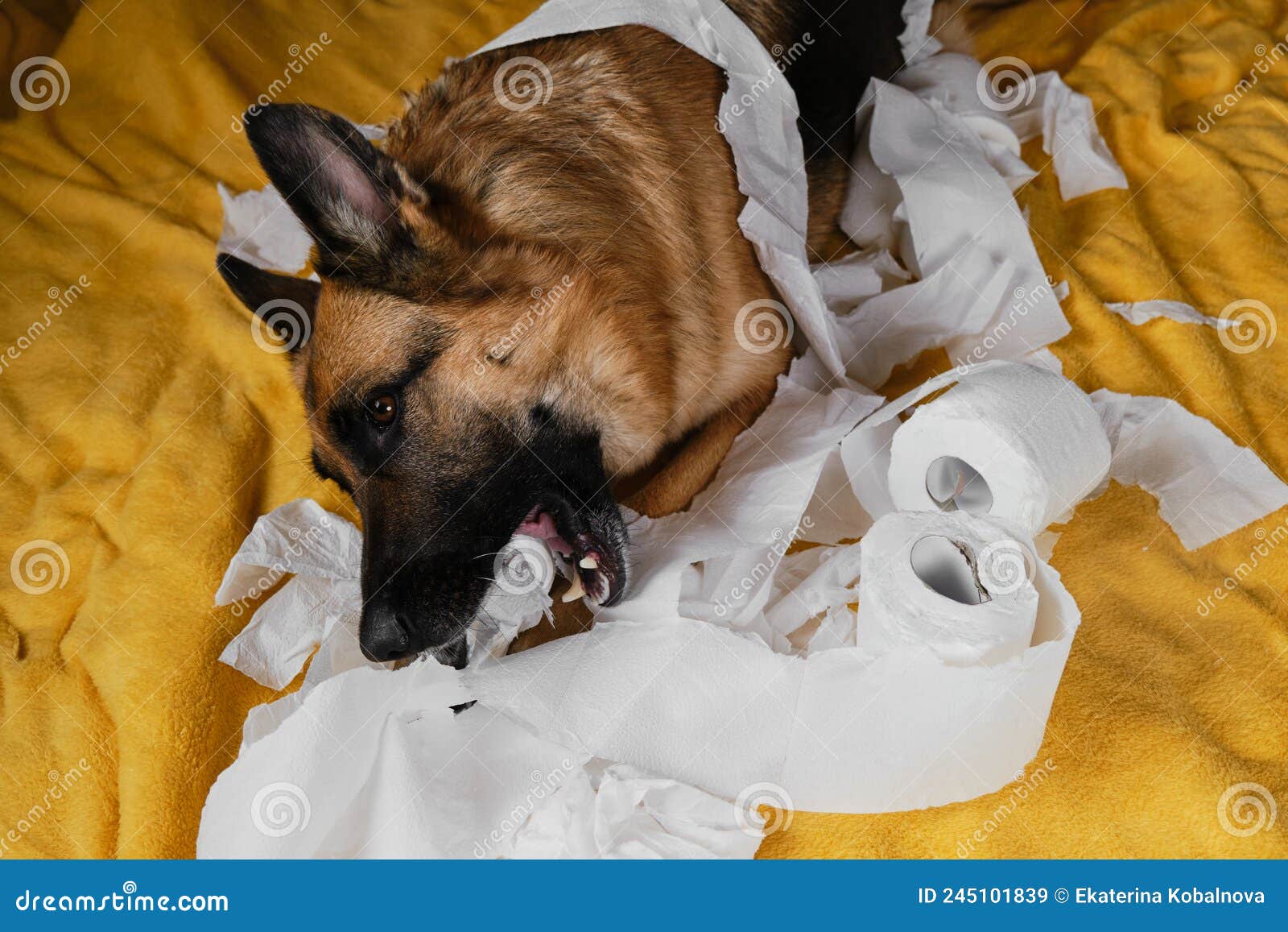 young crazy dog makes mess and rejoices. view from above. dog is alone at home entertaining by eating toilet paper. charming