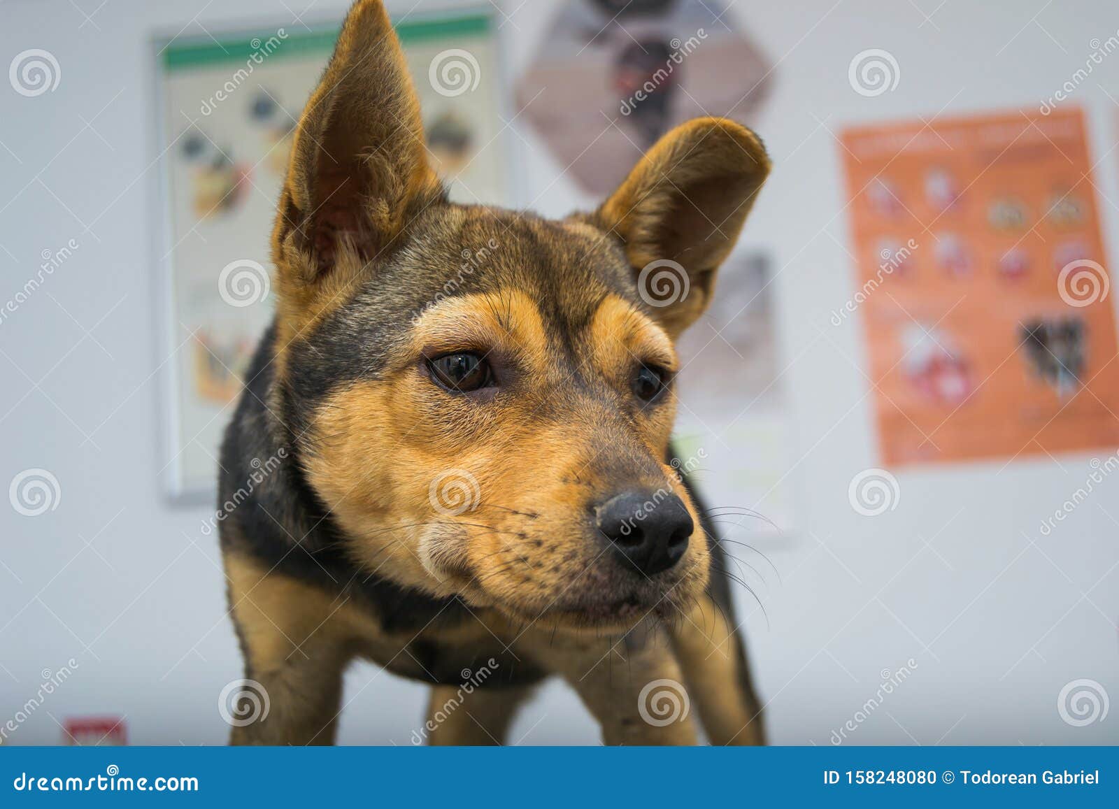 Dog with Anaphylactic Reaction after Vitamin K Injection Stock Photo