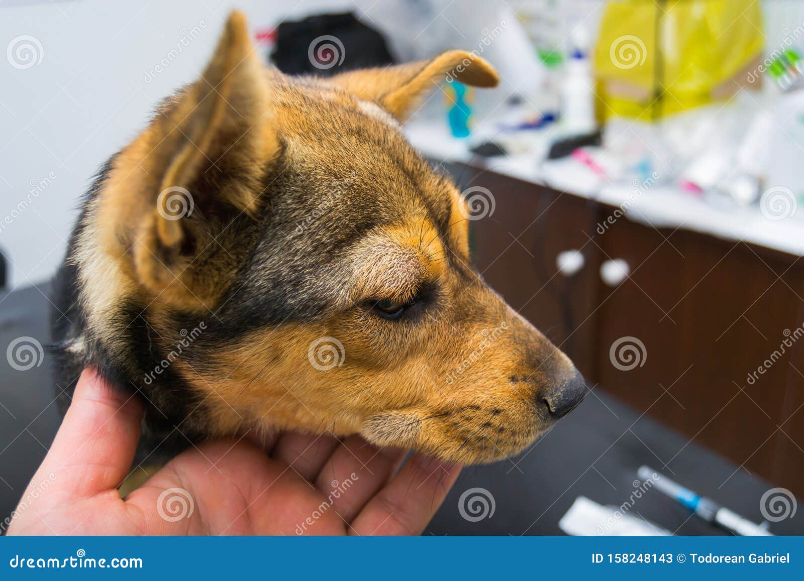 dog with anaphylactic  reaction after vitamin k injection