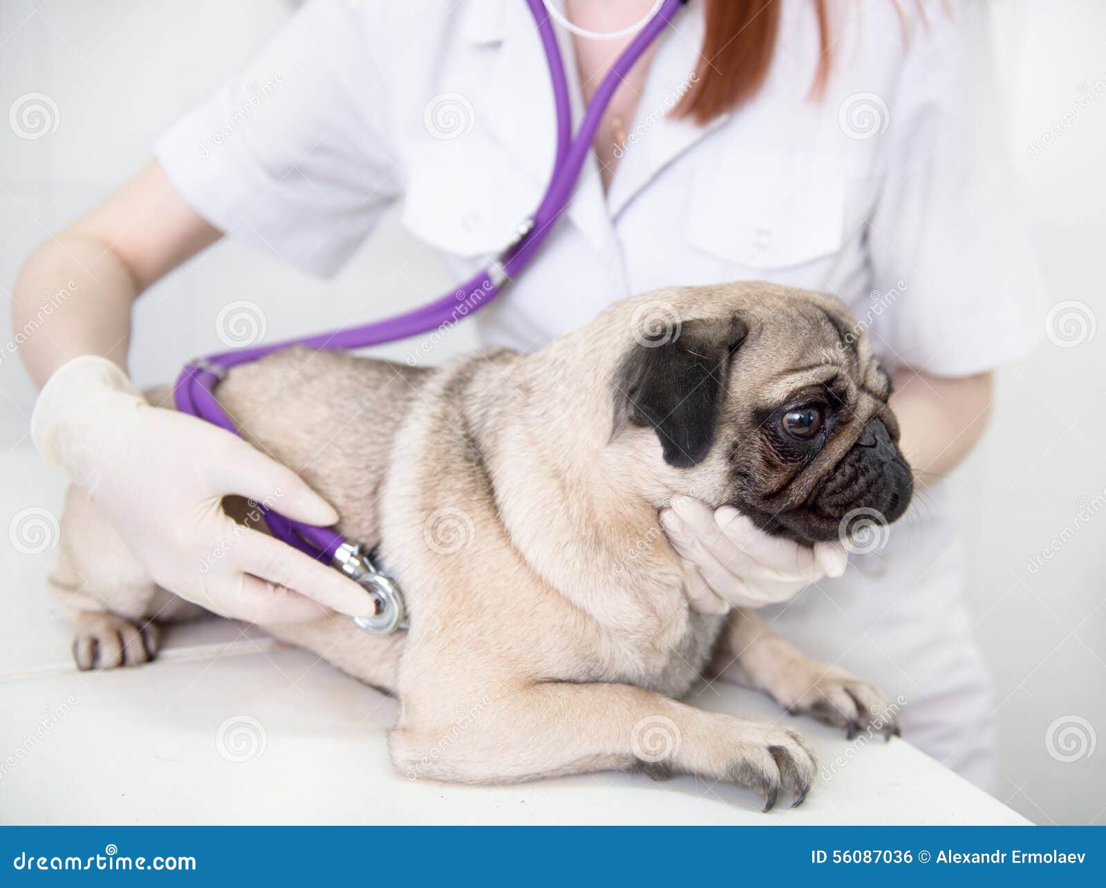 a dog at animal clinic having his heart rate taken