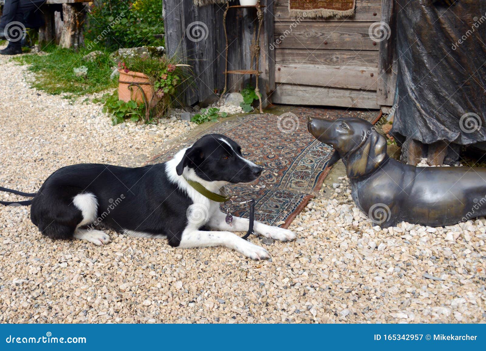 border collie and dachshund mix