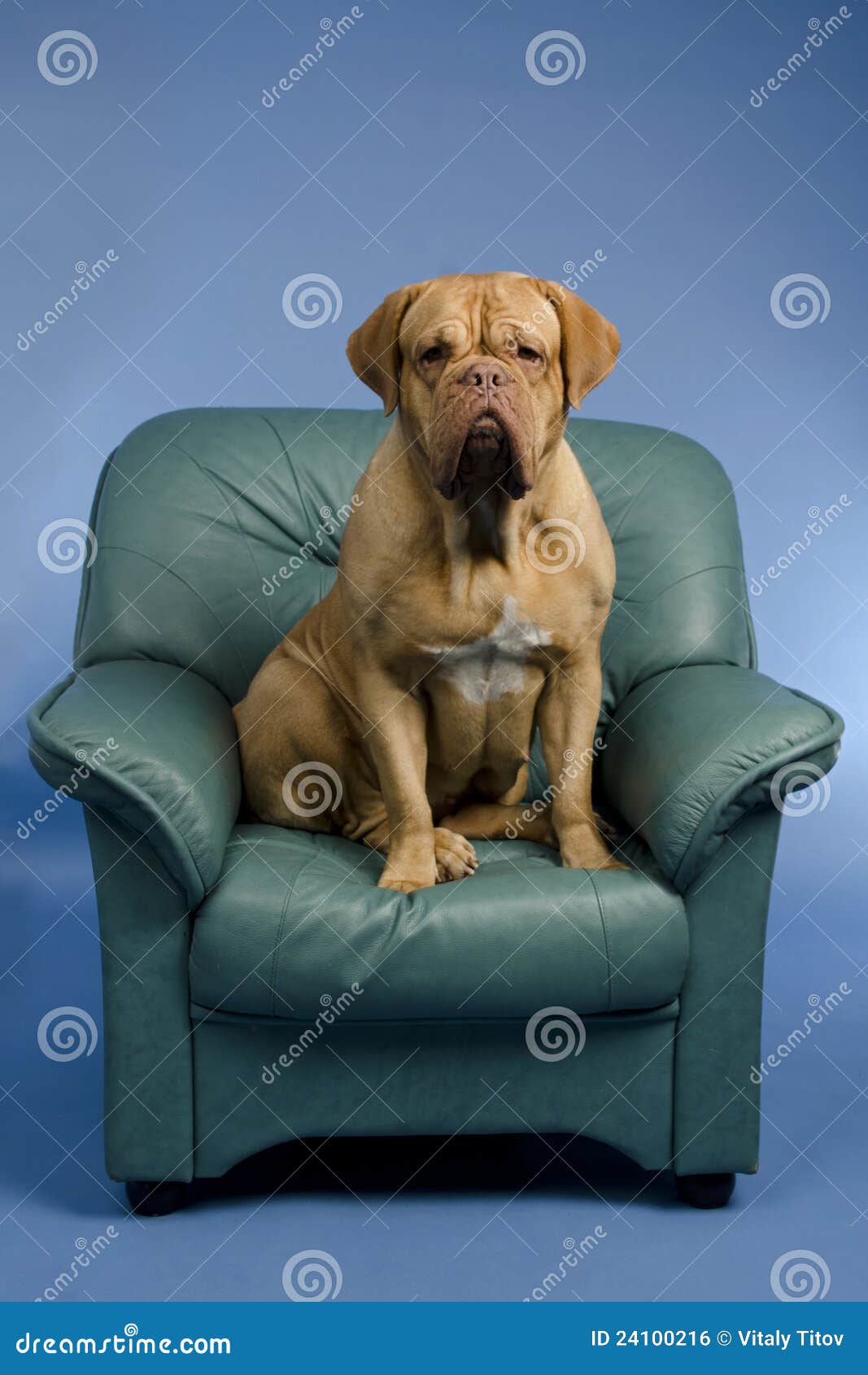 Dog on the arm chair stock photo. Image of giant, friend 24100216