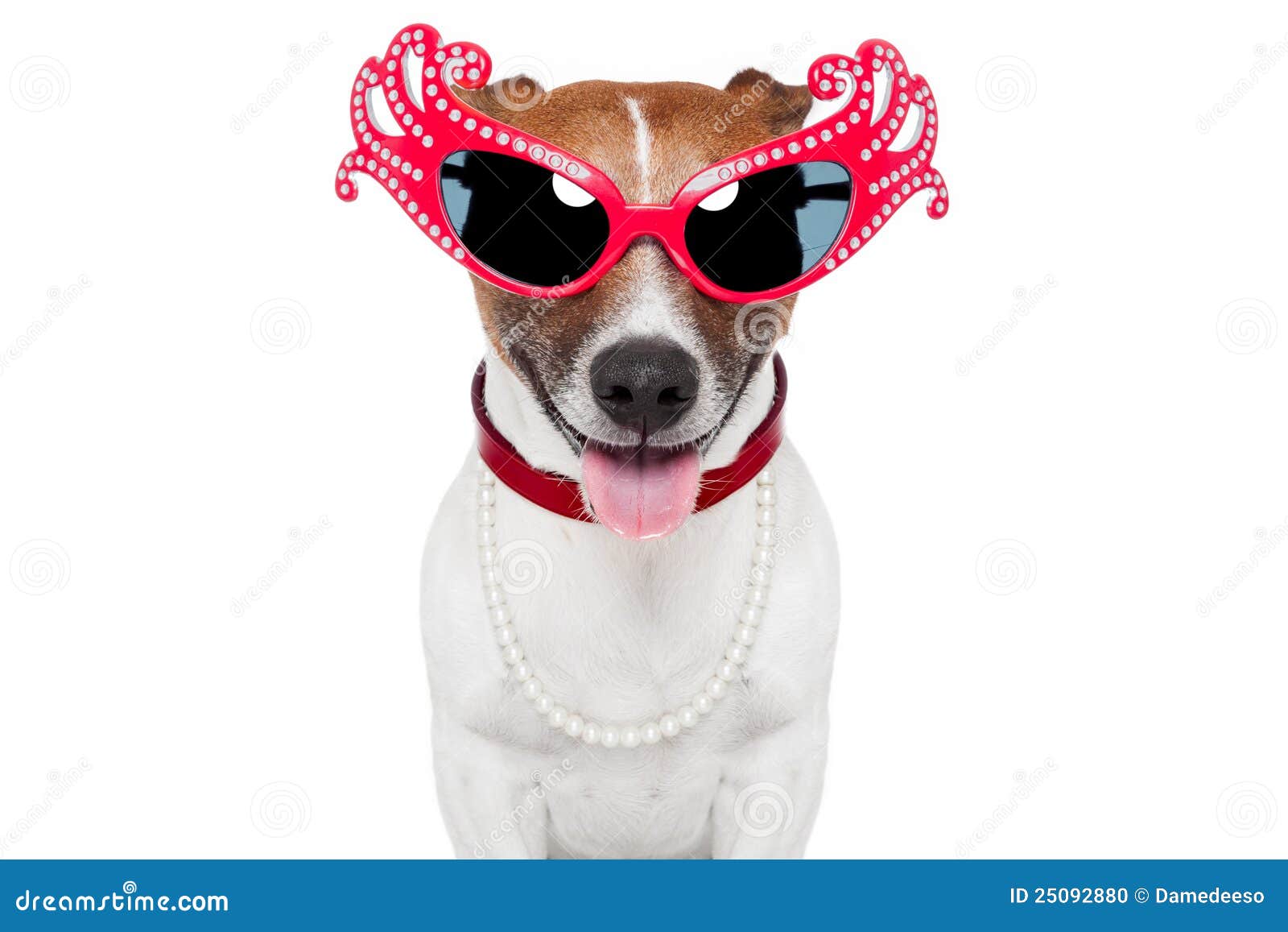 Dog As Drag Queen Stock Photo Image 25092880