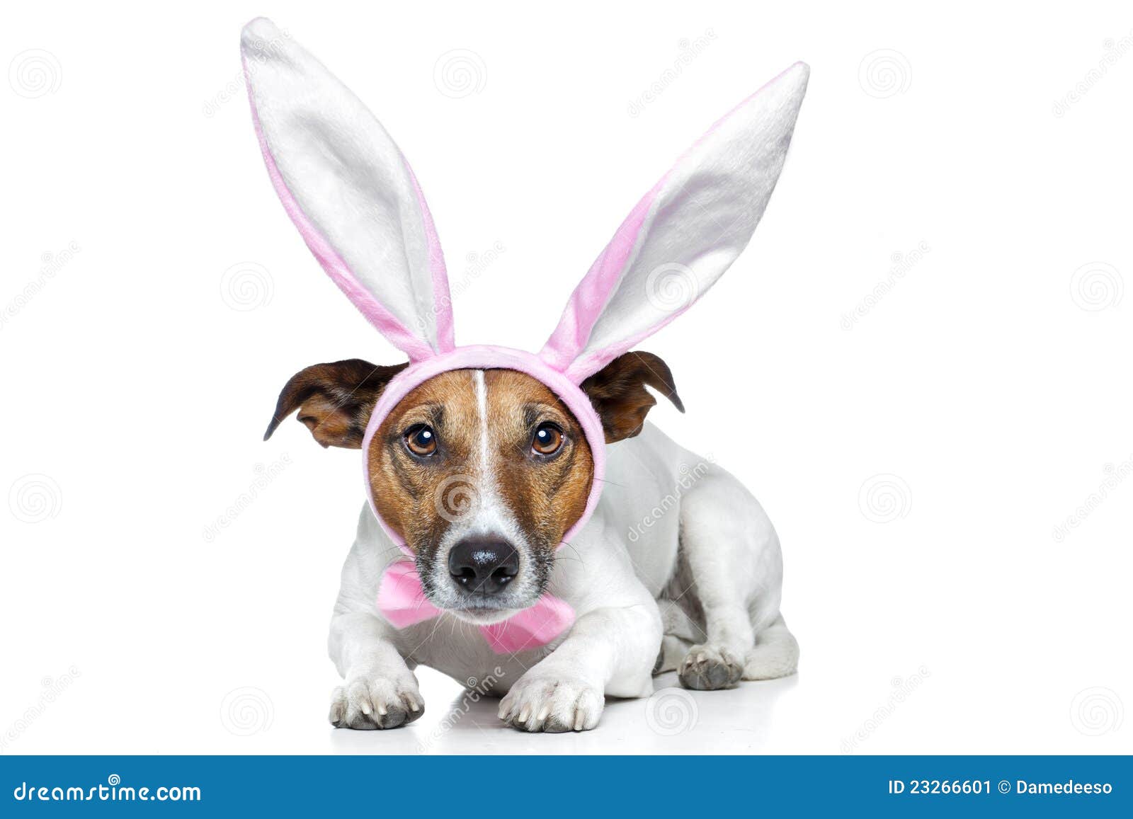 Dog as easter bunny stock image. Image of costume, race 23266601