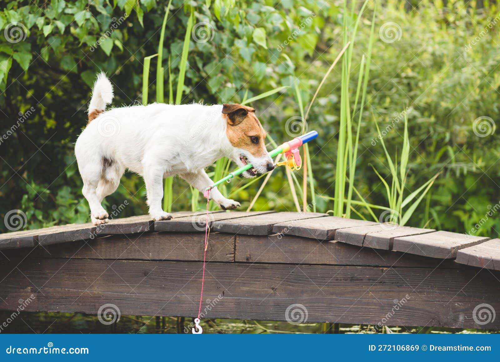 https://thumbs.dreamstime.com/z/dog-as-funny-fisherman-toy-fishing-rod-going-to-catch-fish-humorous-concept-hobby-jack-russell-terrier-fetches-272106869.jpg