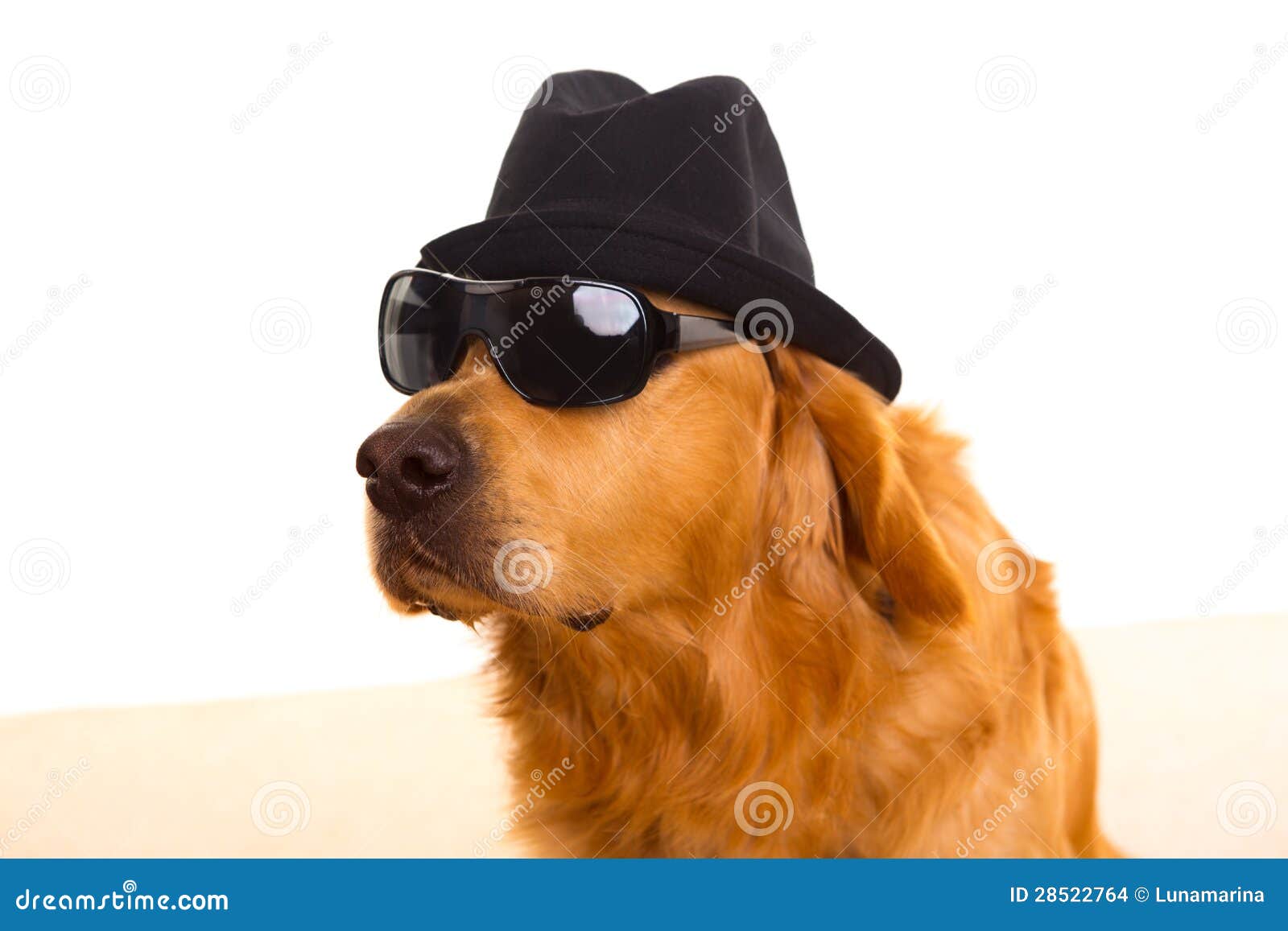 dog as mafia gangster with black hat and sunglasses