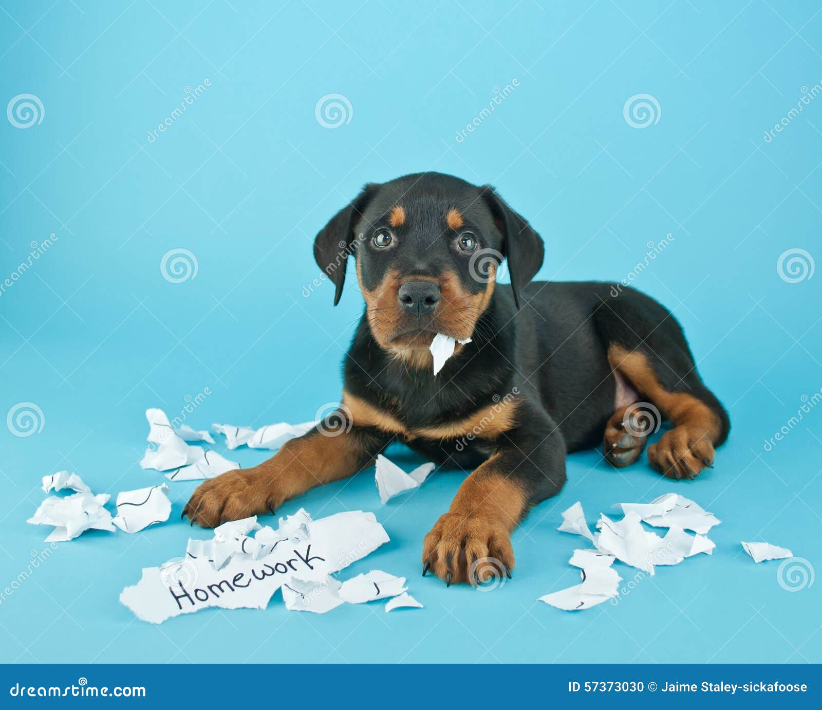 dog ate homework clipart - photo #32