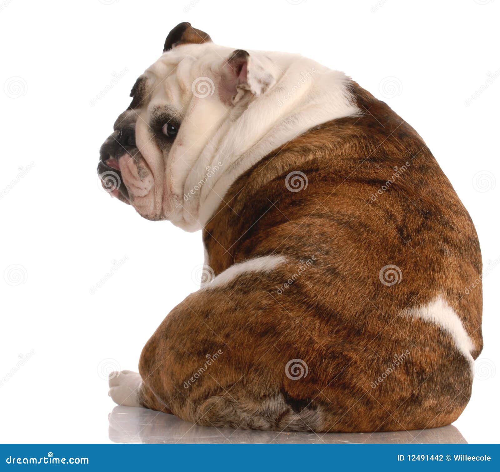 Dog with attitude stock photo. Image of full, haired 12491442