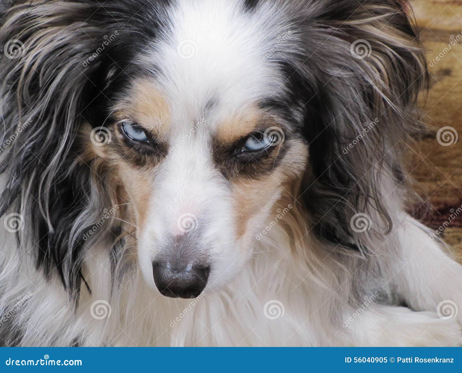 Dog with Attitude stock image. Image of eyed, miniature 56040905