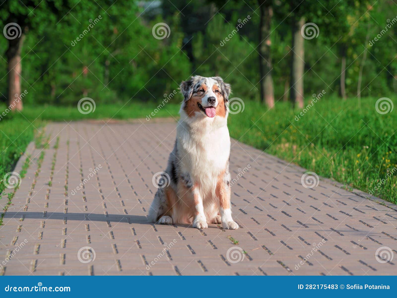 Australian Shepherd - Sidewalk Dog