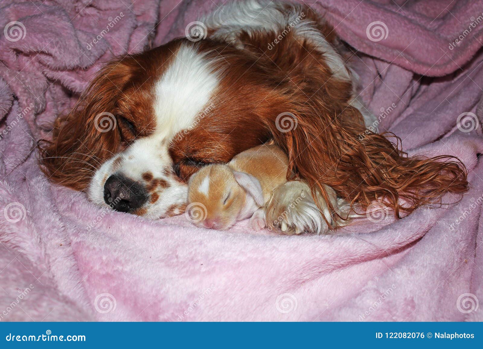 newborn cavalier king charles puppies