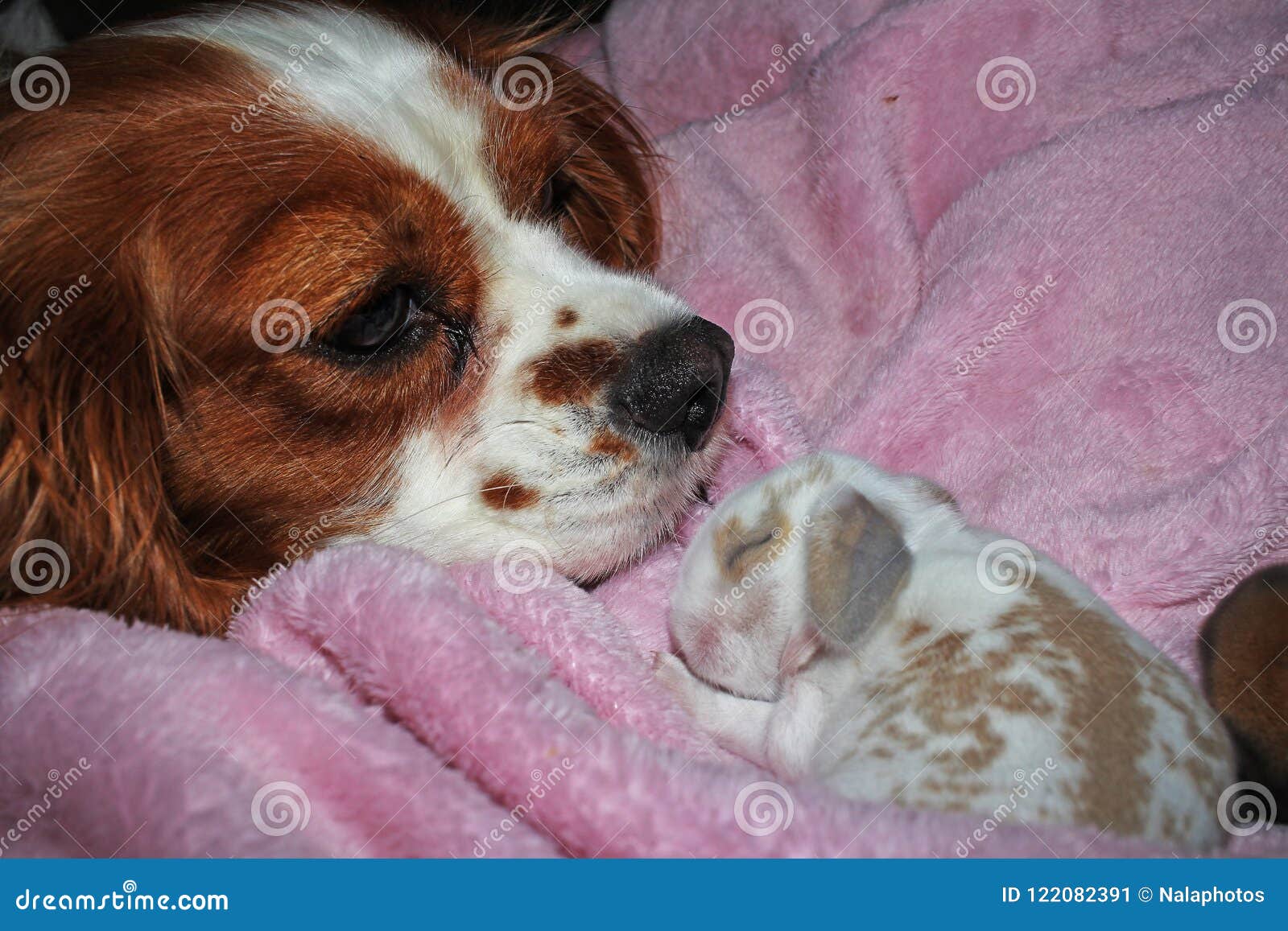 newborn cavalier king charles puppies