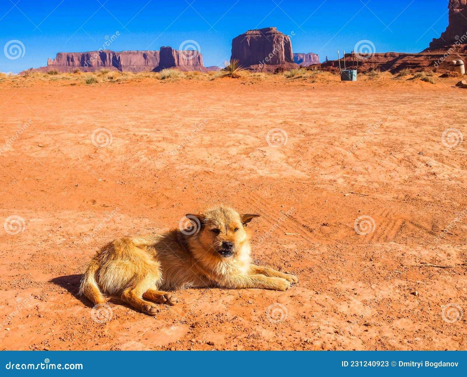 The Dog in the Background Monument Valley Stock Image Image of