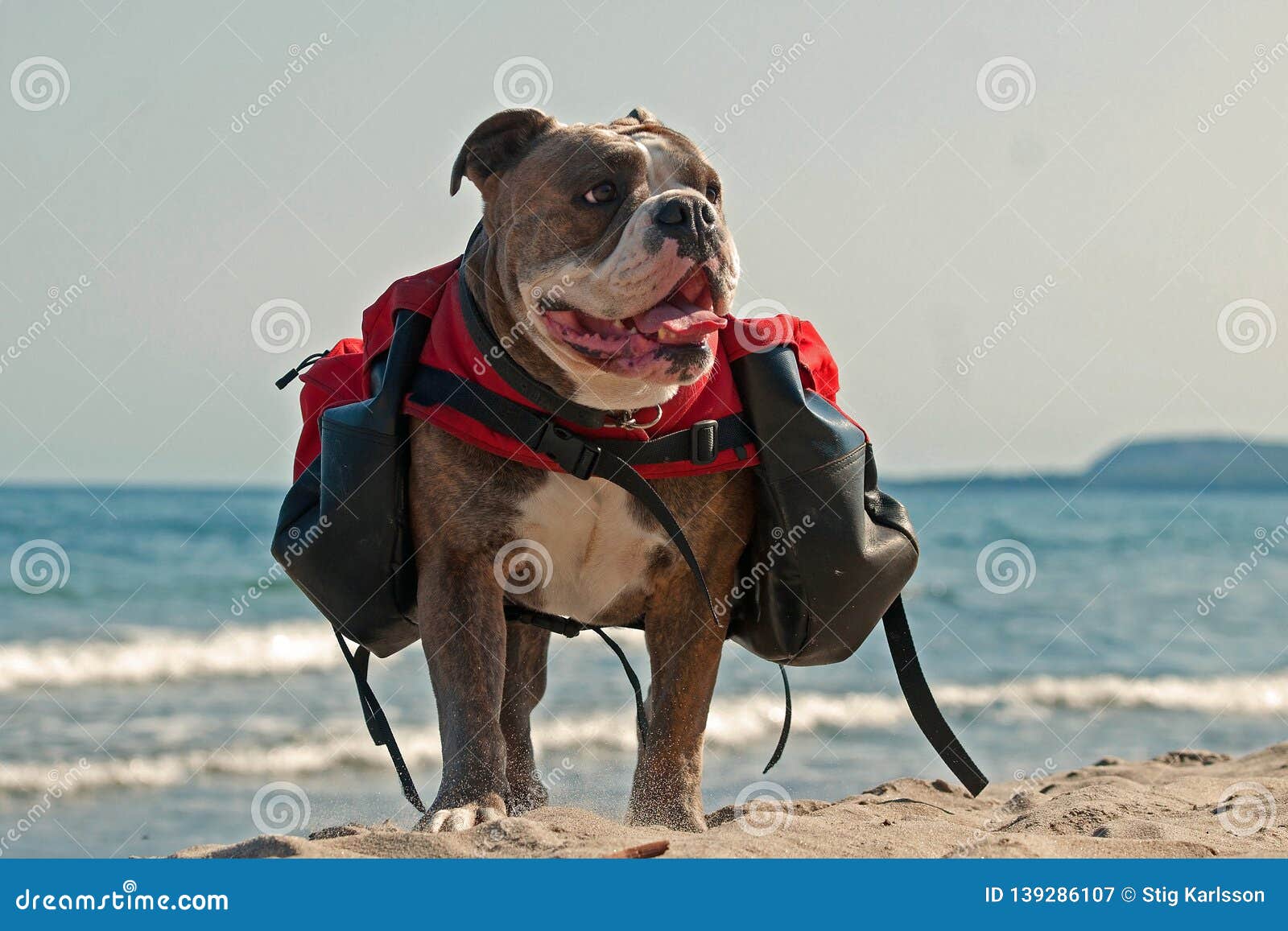 english bulldog backpack