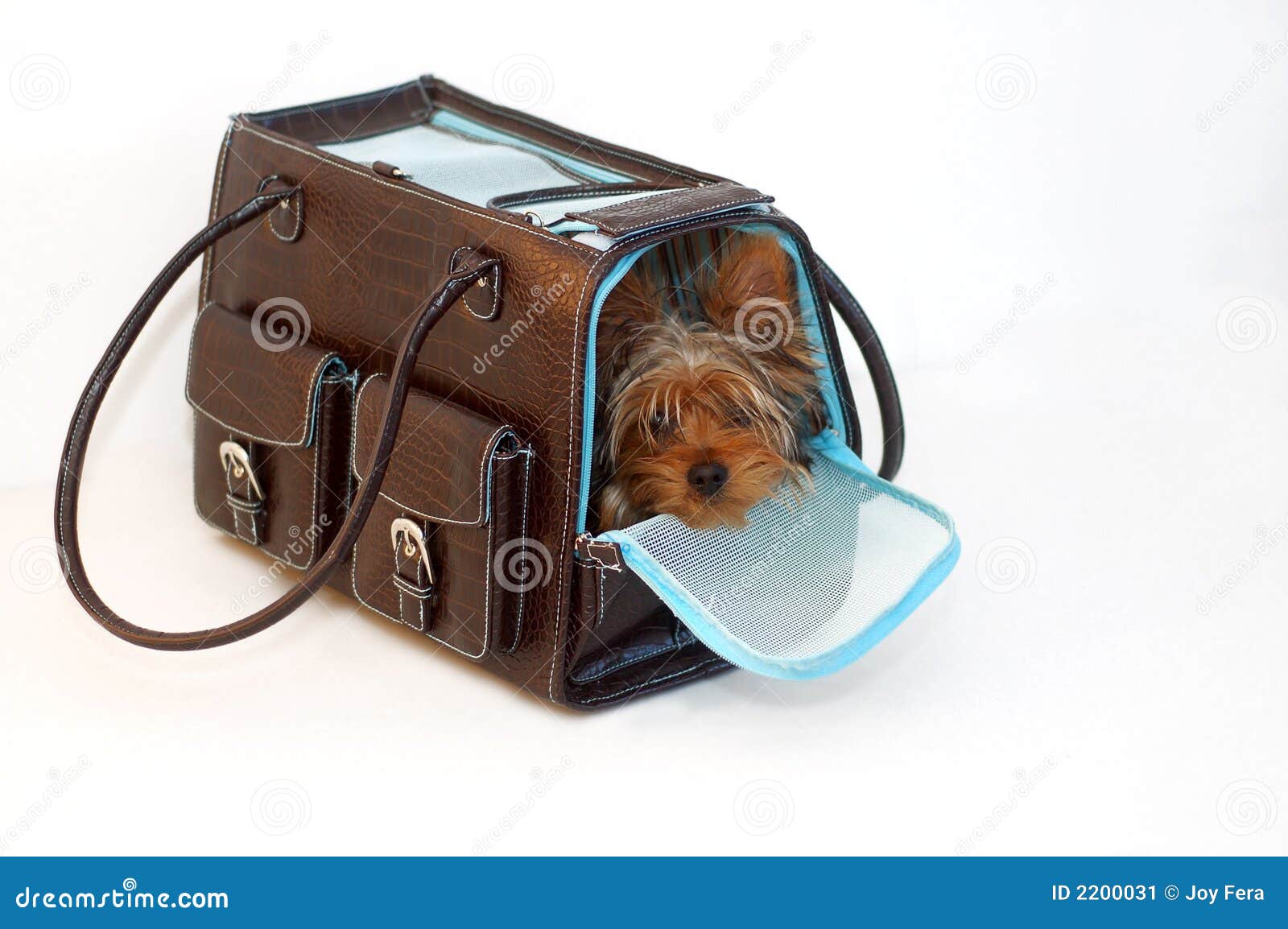 Dog in a Bag stock image. Image of background, mammal 2200031