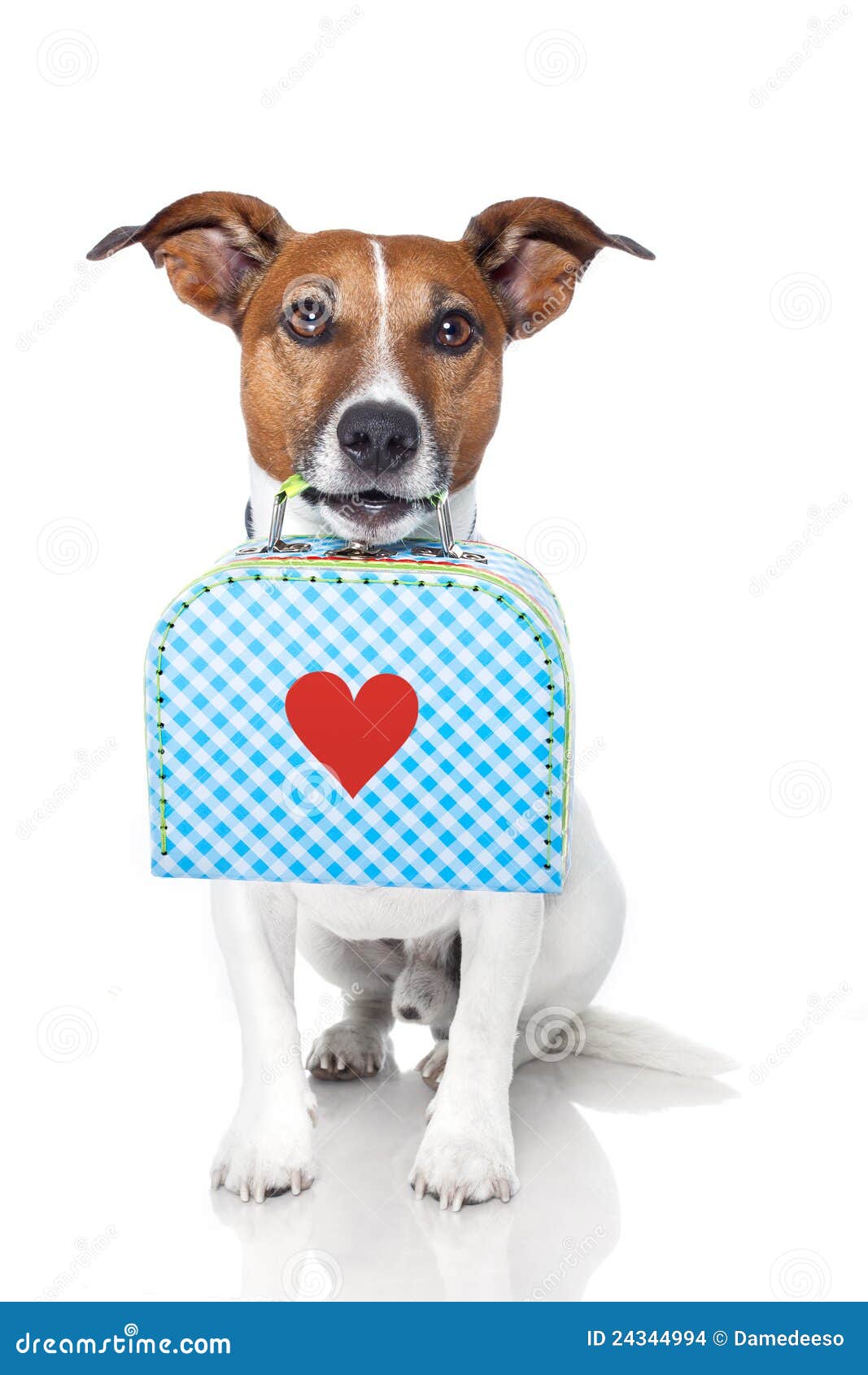 Dog with bag stock photo. Image of brown, puppy, alone 24344994