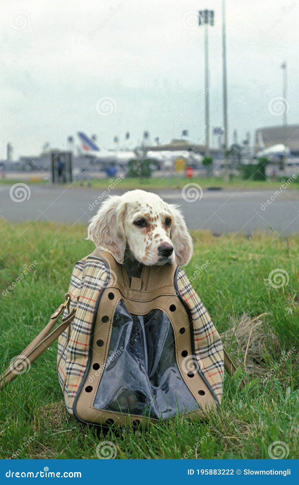 Dog in a Bag at Airport stock photo. Image of transportation 195883222