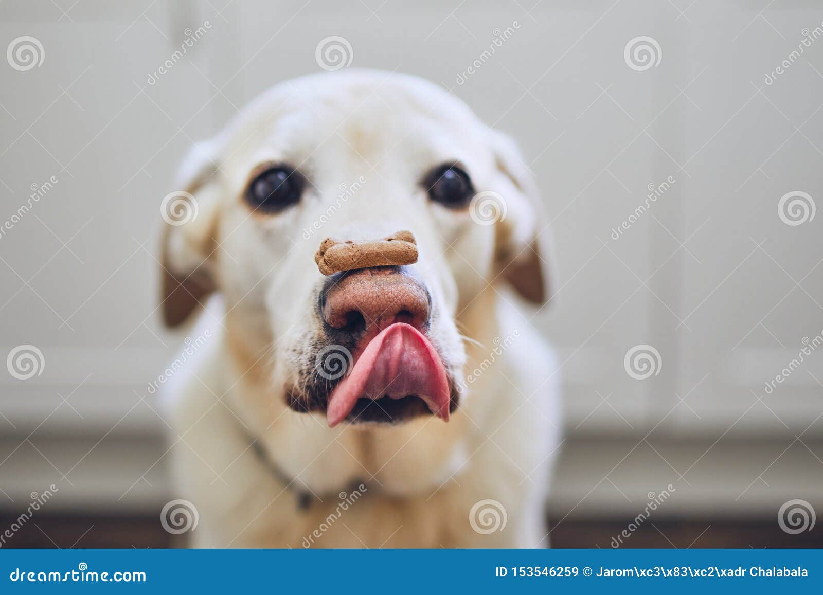 retriever dog biscuits