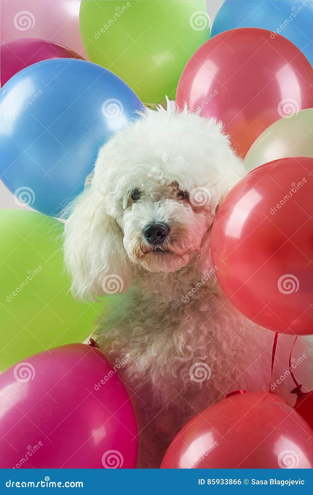 Dog with balloons stock photo. Image of colorful, balloons 85933866