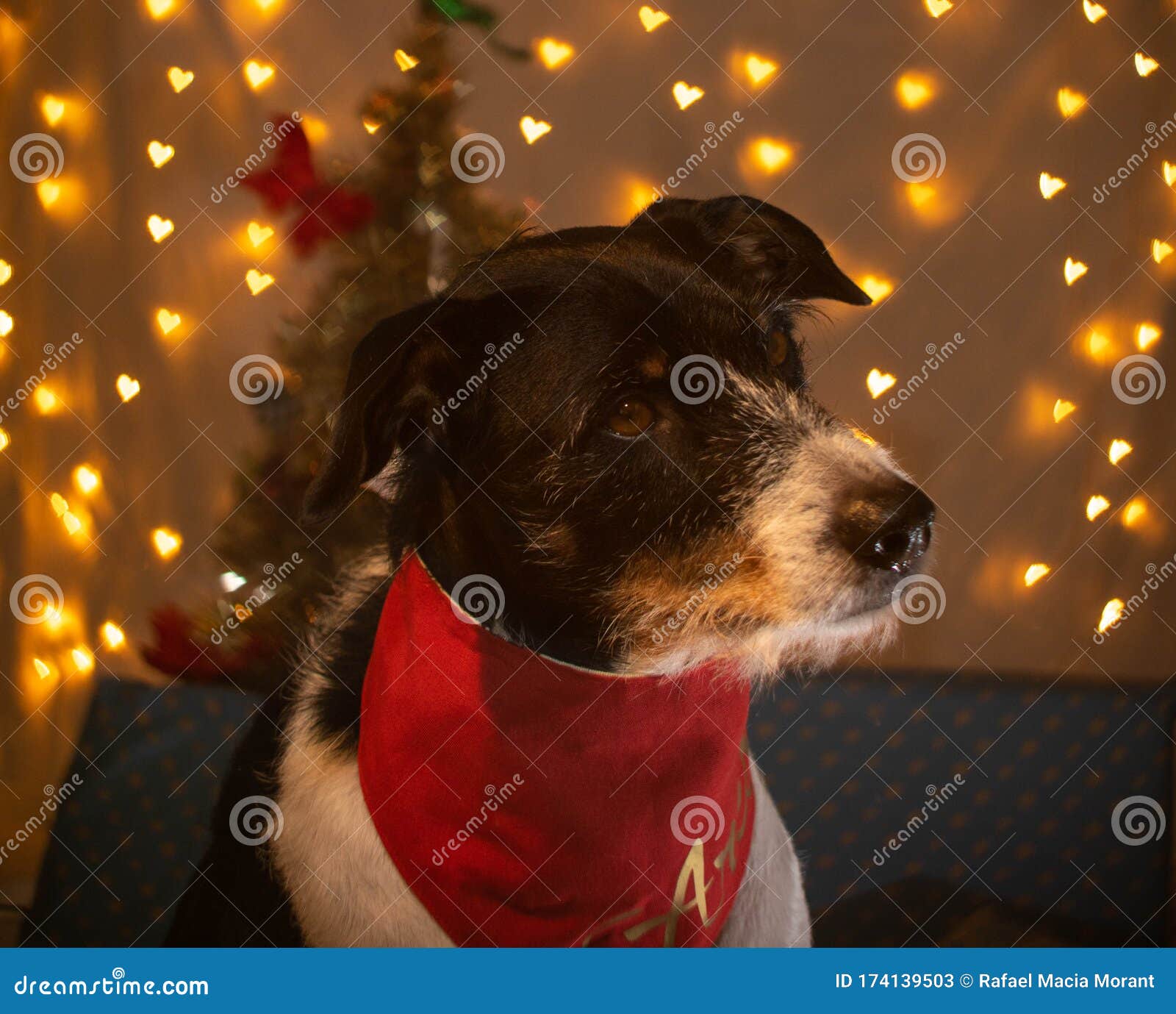 Dog with Bandana and Lots of Lights with Christmas Tree Stock Image
