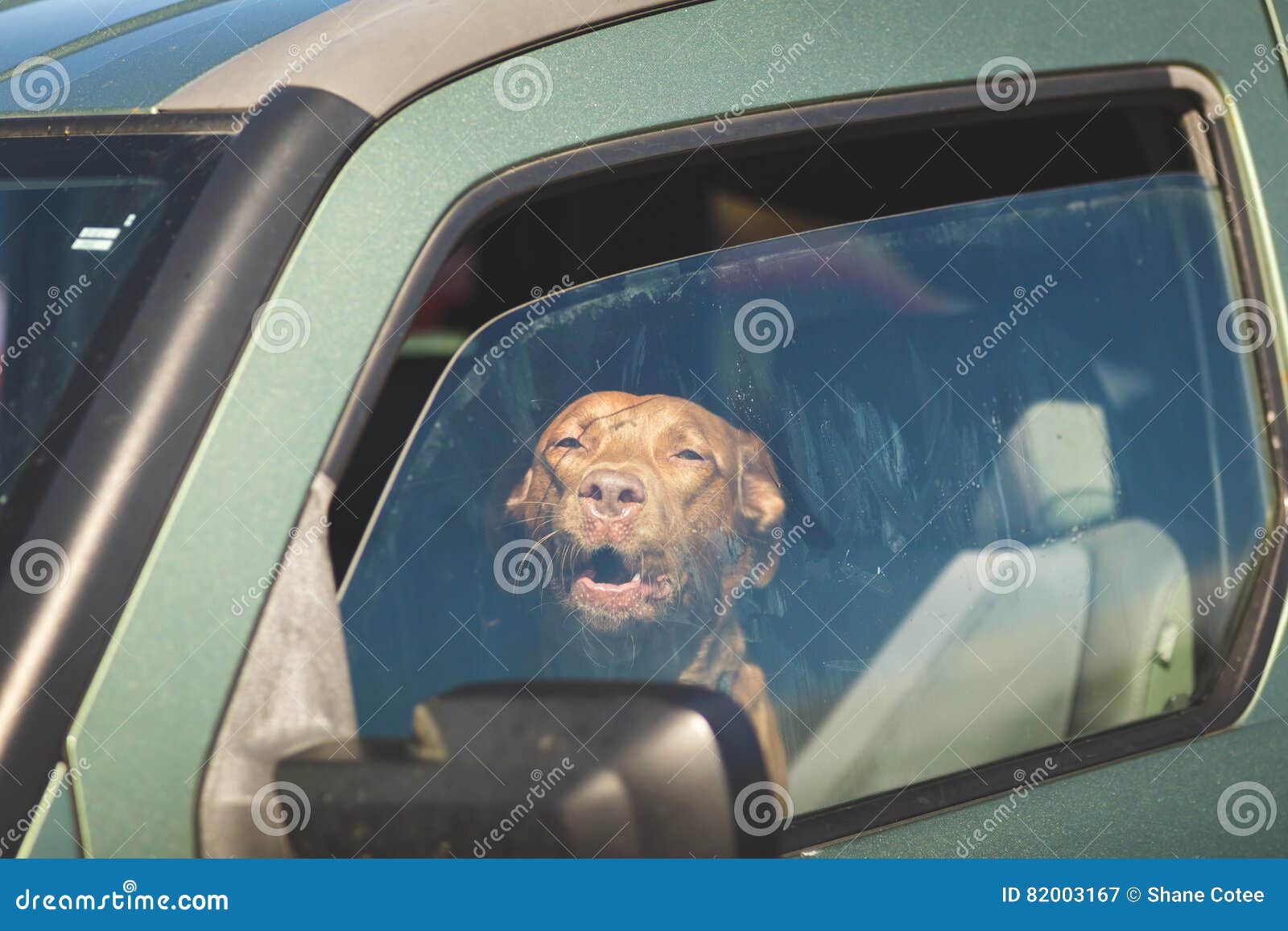 Dog Barking in Driver`s Seat Stock Image Image of mouth, face 82003167