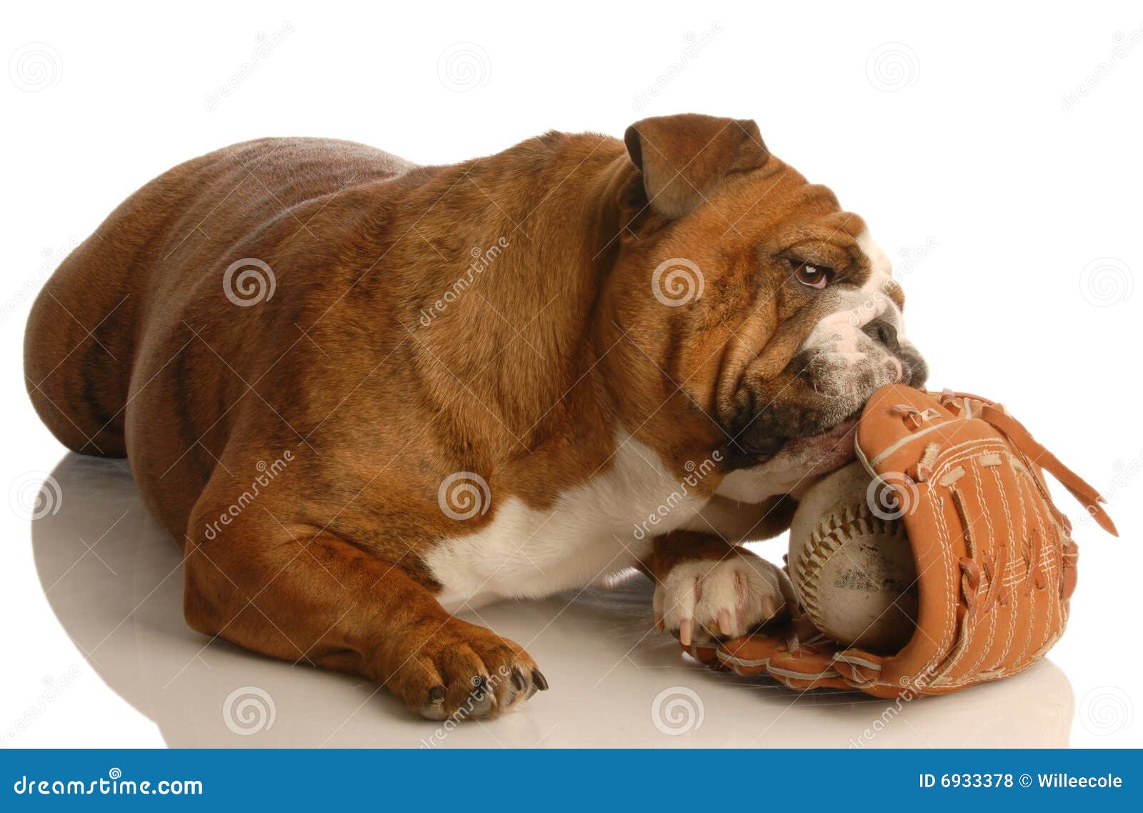 Dog with baseball glove stock photo. Image of life, canine 6933378