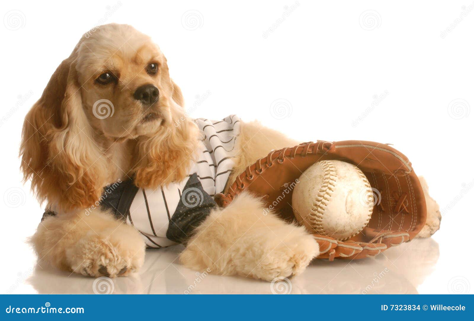 Dog with Baseball and Glove Stock Photo Image of puppy, cubs 7323834