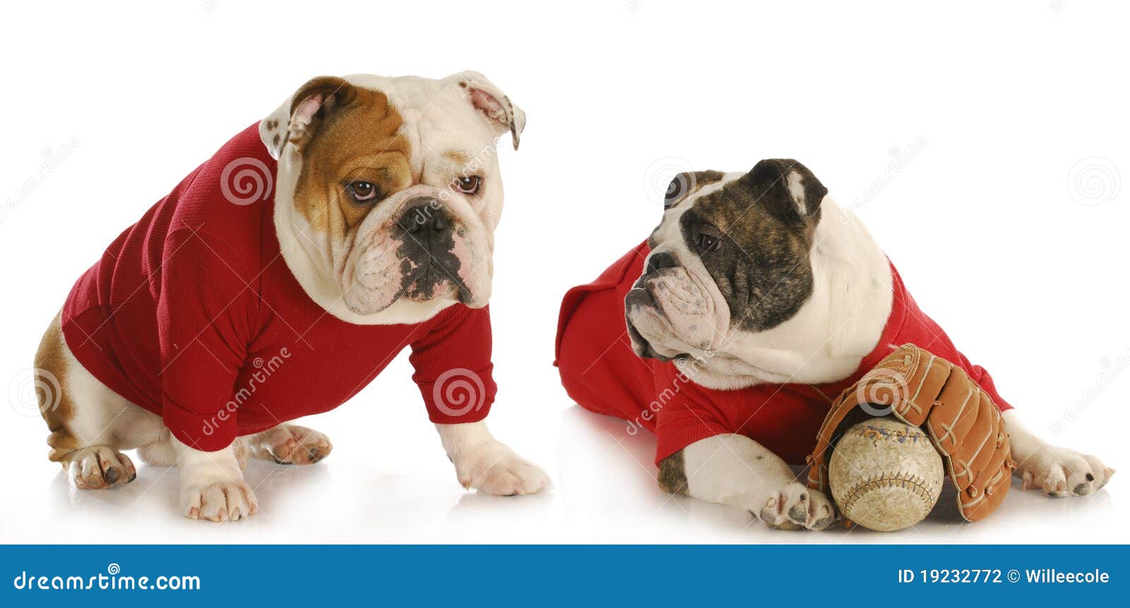 Dog baseball team stock photo. Image of pair, cubs, breed 19232772