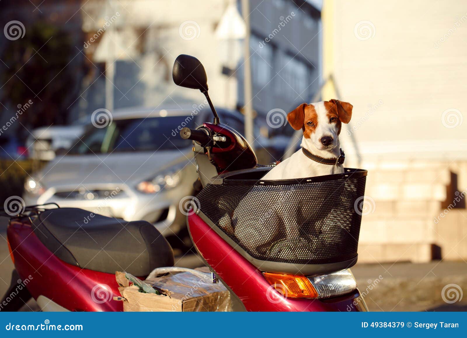 Dog in a basket scooter stock image. Image of cute, beautiful 49384379