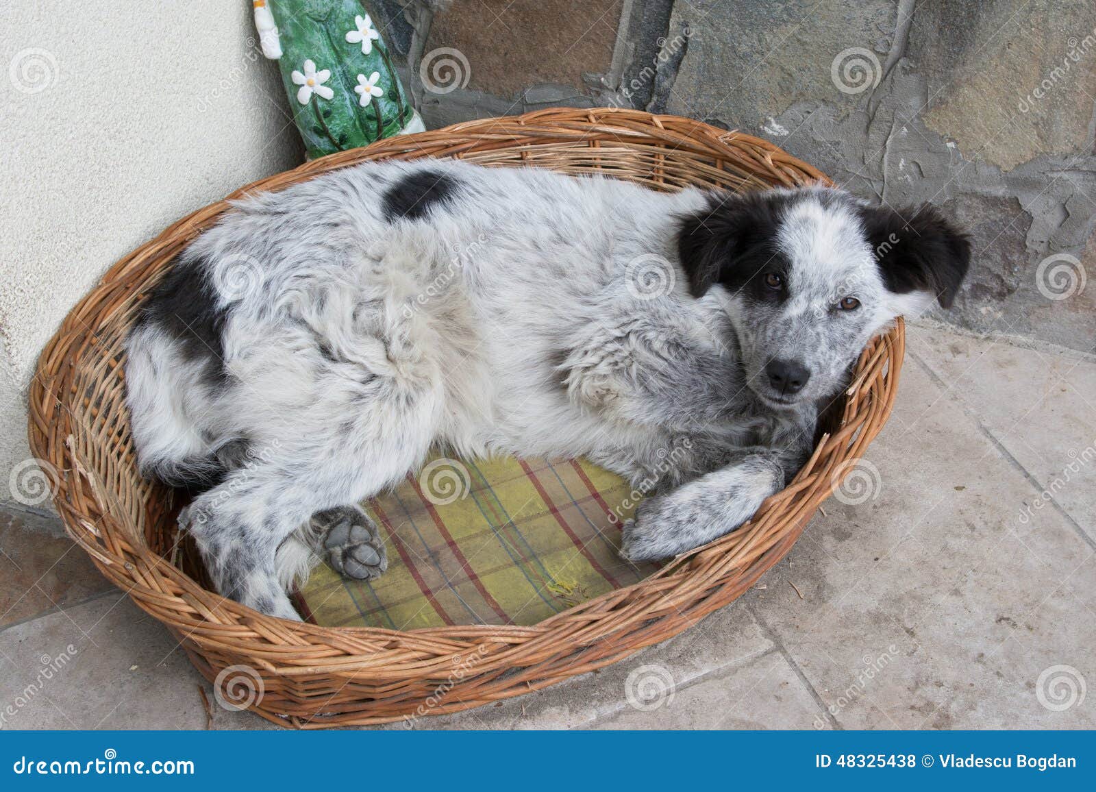Dog in basket stock photo. Image of shelter, basket, sleeping 48325438