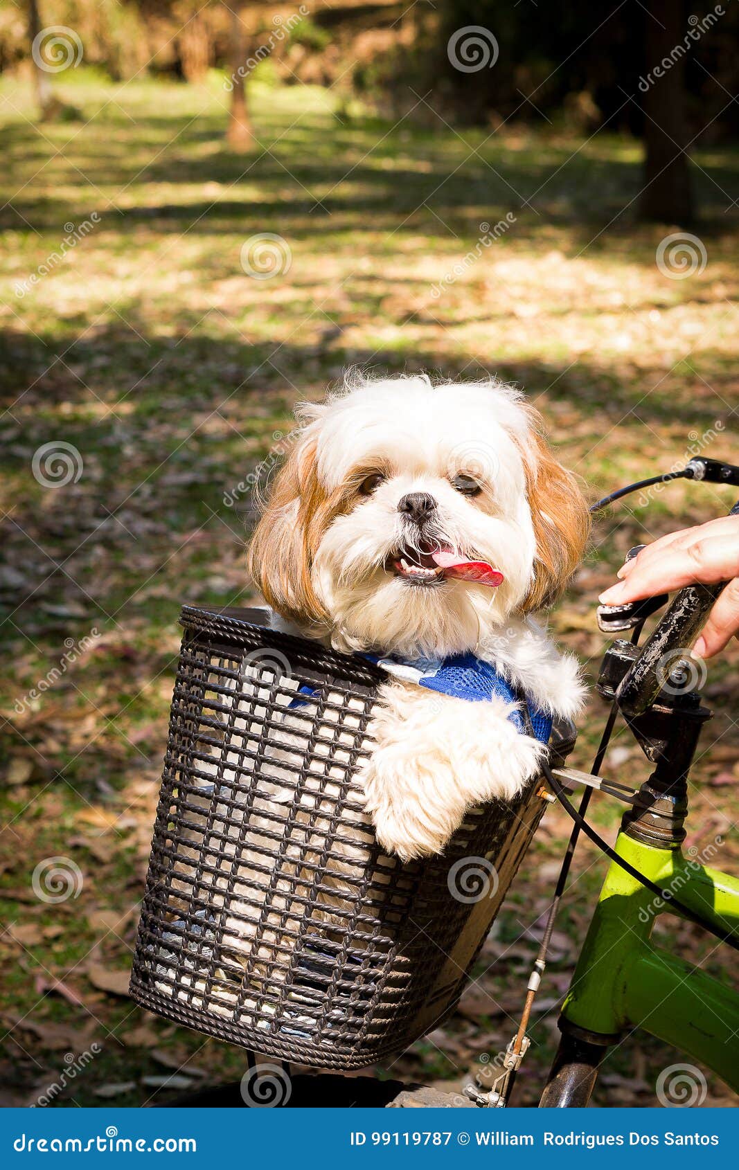 Dog in the basket stock image. Image of bike, basket 99119787