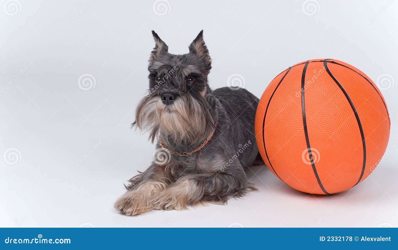 Dog and a basketball ball stock photo. Image of domestic 2332178
