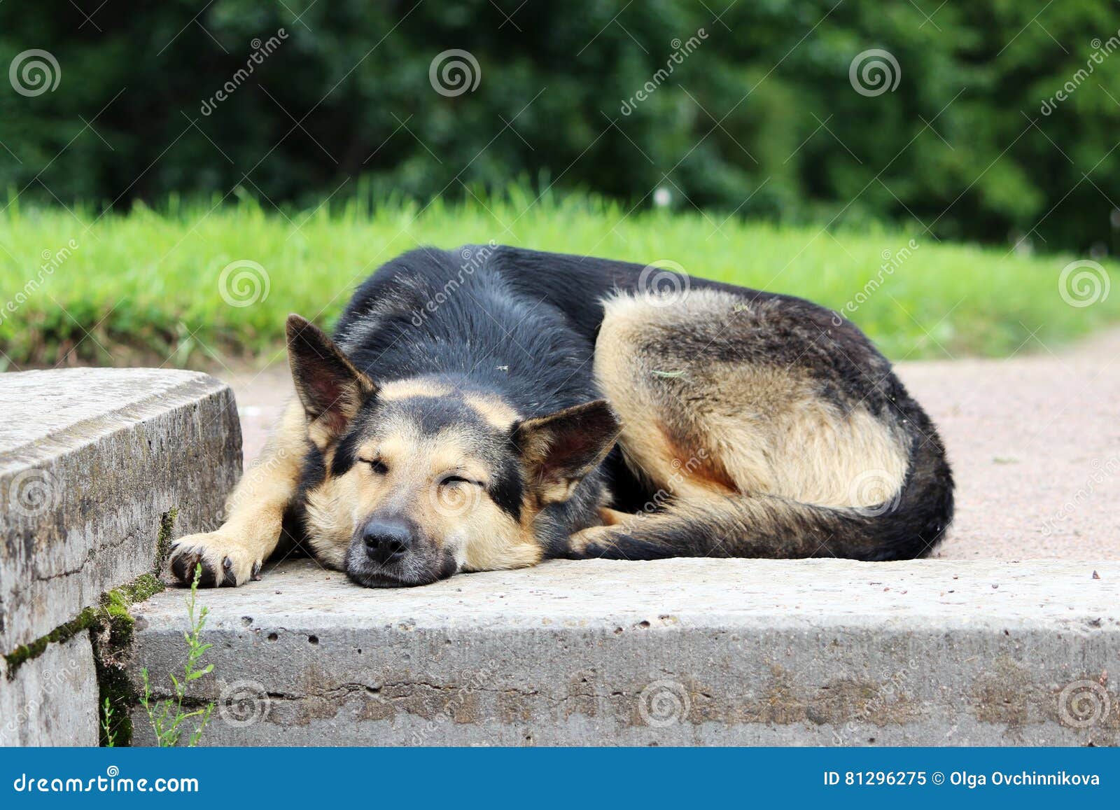 Dog is Basking in the Sun while Lying in the Park. Stock Image Image
