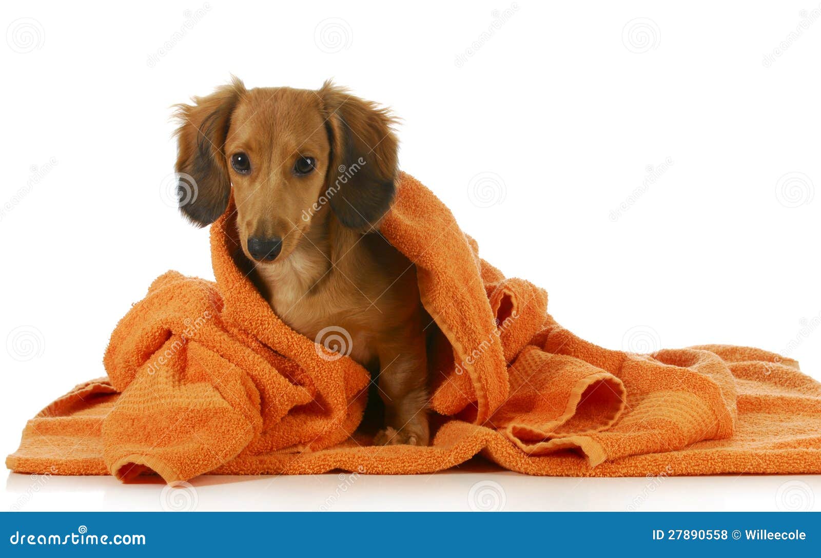 shaved long haired dachshund