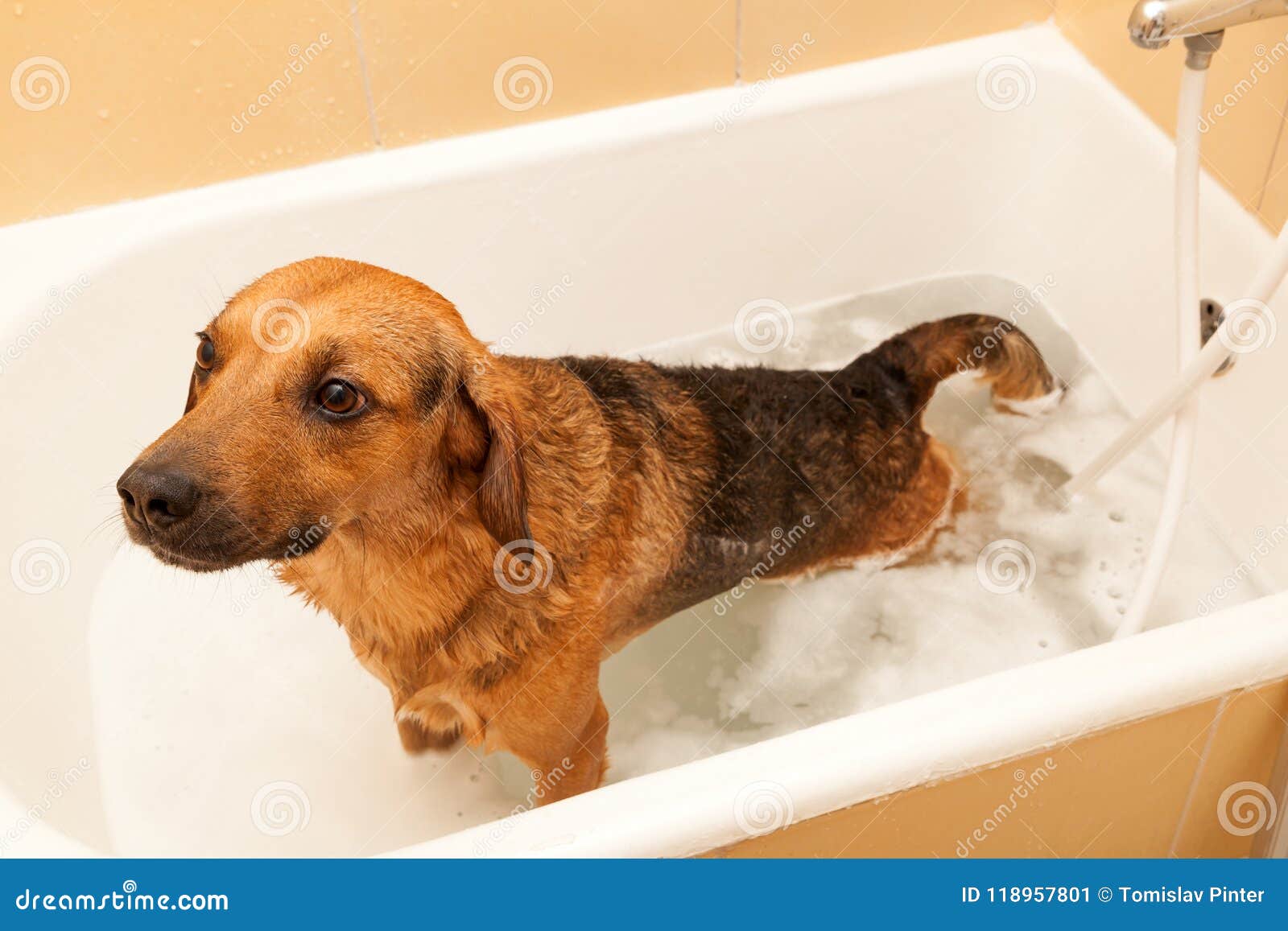 Can You Give Dog A Bath After Shots