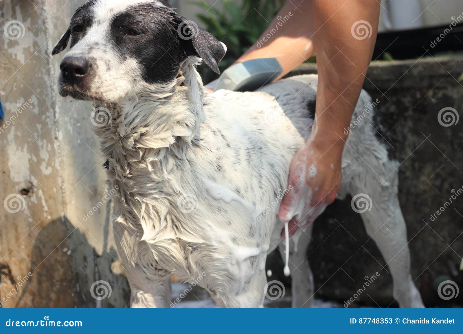 Dog bathing, Wet dog stock image. Image of hand, outside 87748353
