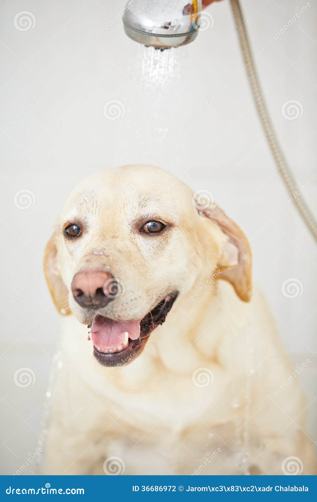 Dog in bathroom stock photo. Image of hygiene, indoor 36686972