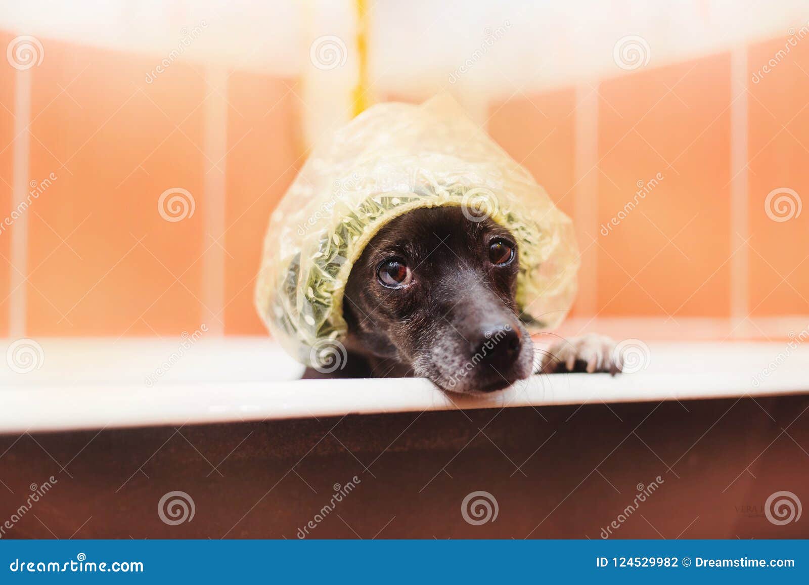 The dog in the bathroom stock photo. Image of eyes, shower 124529982