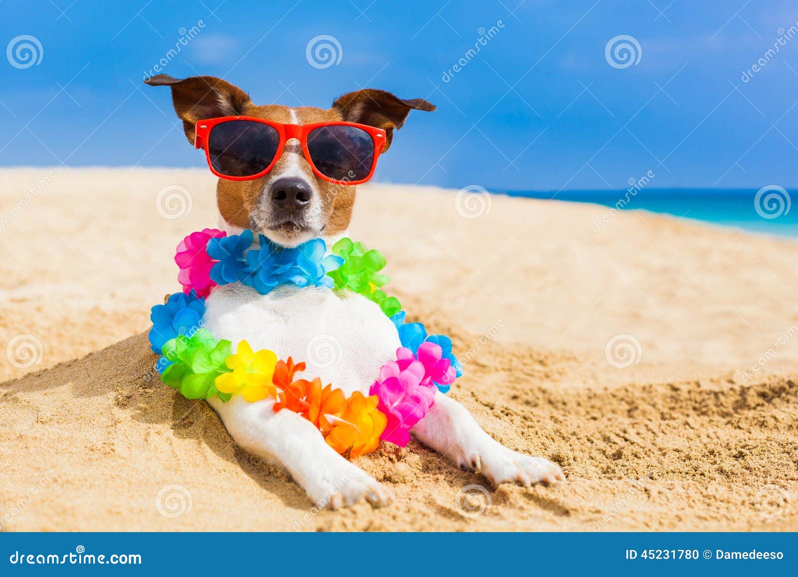 Dog at the beach photo. Image of sunbathing, photographer - 45231780