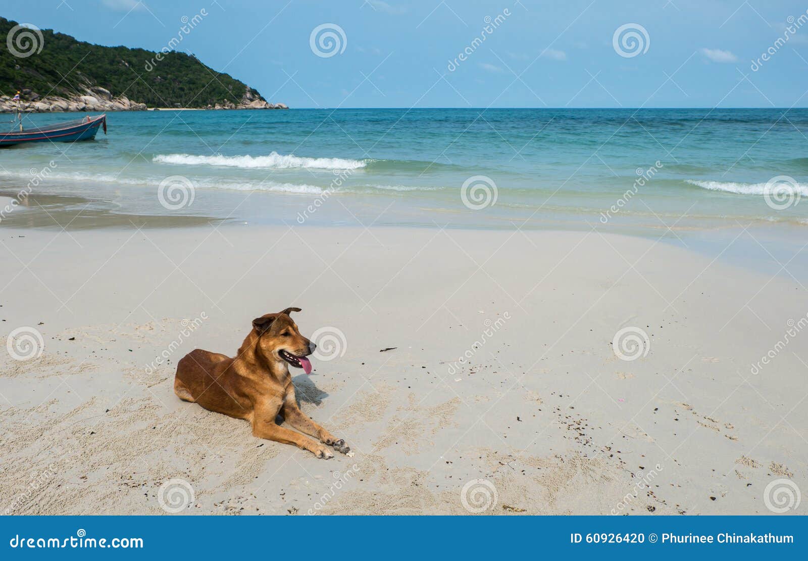 dog on the beach at haad rin, koh pha ngan